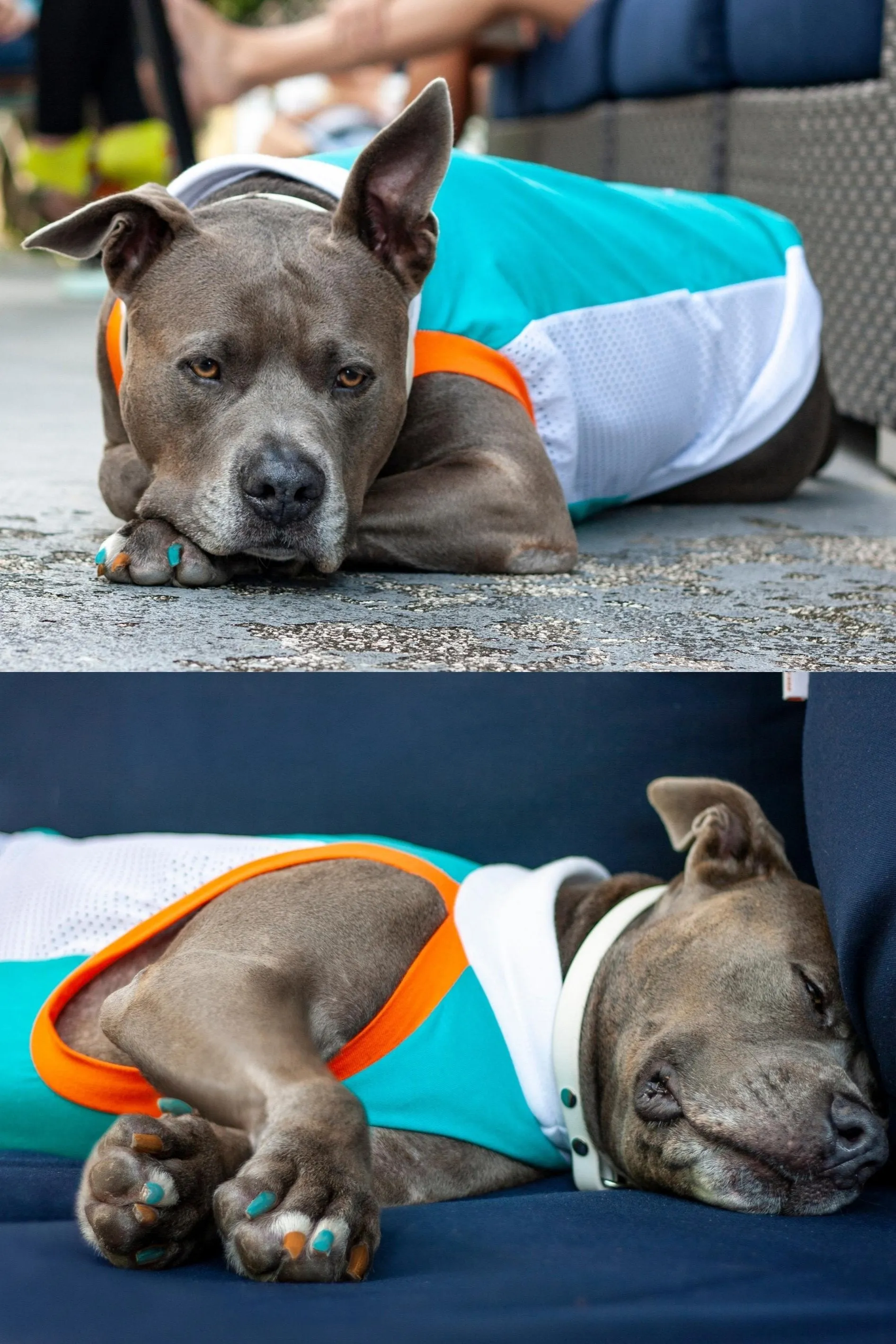 Dog Sport Jersey - Jade Body, White Mesh Sides, Orange & White Trim