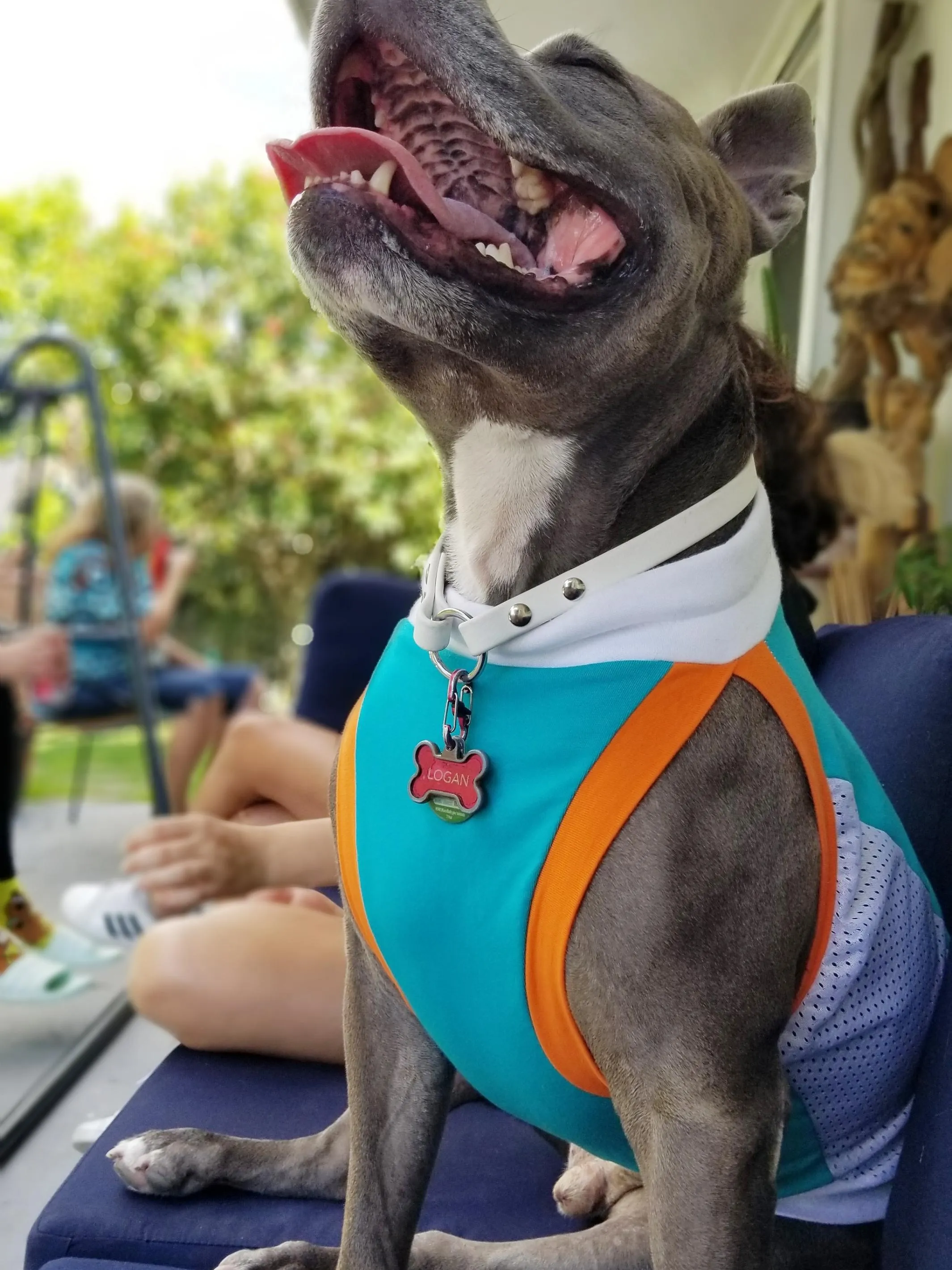 Dog Sport Jersey - Jade Body, White Mesh Sides, Orange & White Trim